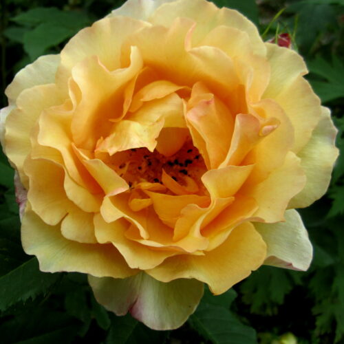 роза Sonnenwelt