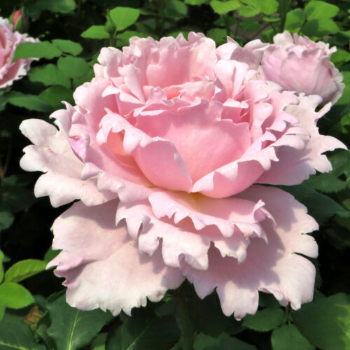 роза Sophie Rochas rose