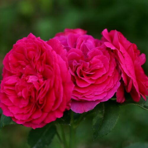 роза Sophie Luise