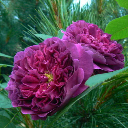 роза Souvenir de Brod