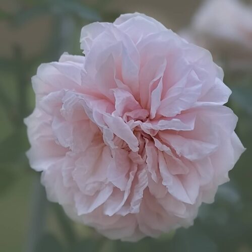 роза Souvenir de la Malmaison