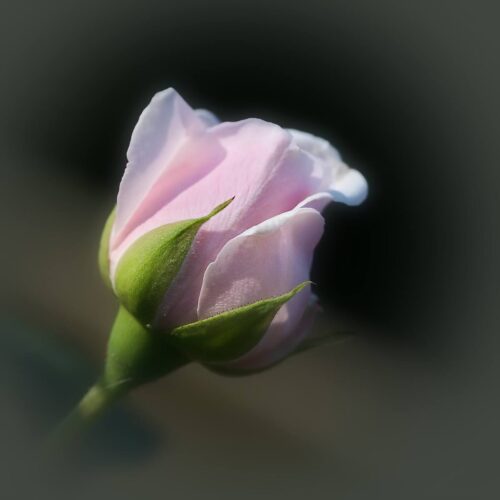 роза Souvenir de la Malmaison