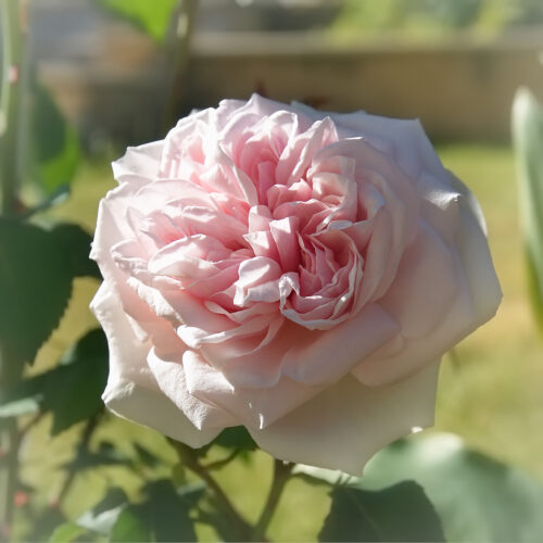 роза Сувенир де ля Мальмезон