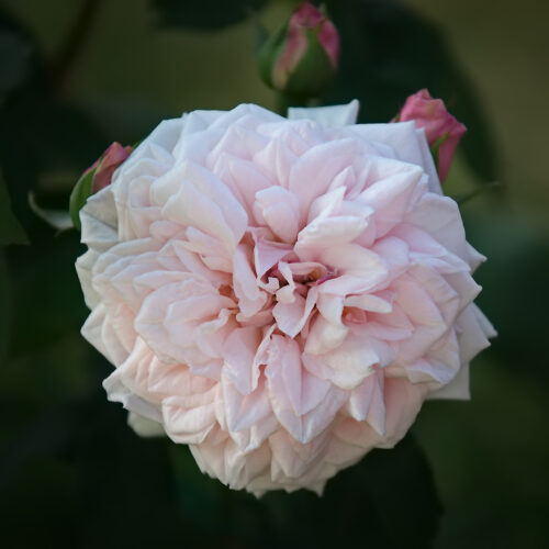 rosa Souvenir de la Malmaison