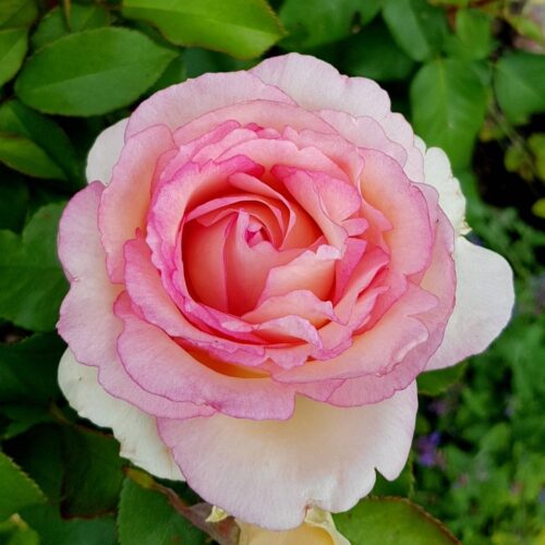 роза Souvenir de Baden Baden