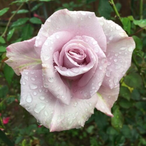 Sterling Silver rose