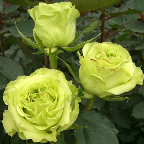 роза Sauper Green