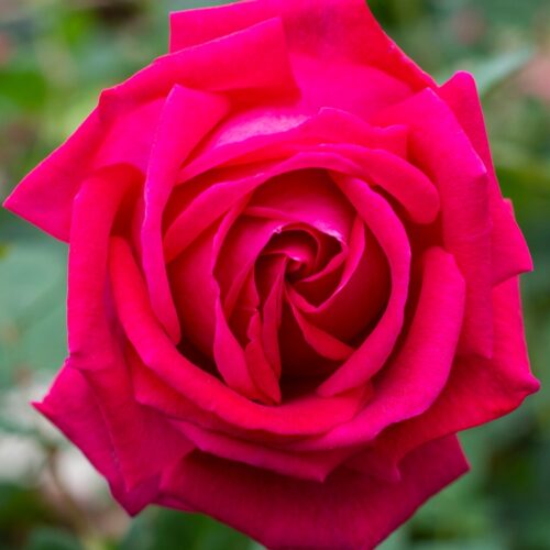 Elegance francaise rose