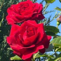 роза Sympathie rose