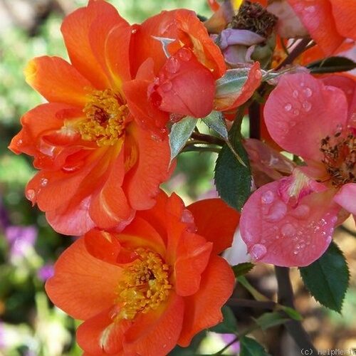 роза Tangerine Jewel