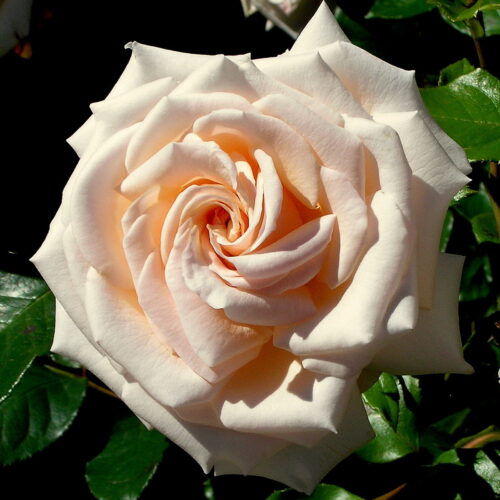 Tess (McGredy) rose