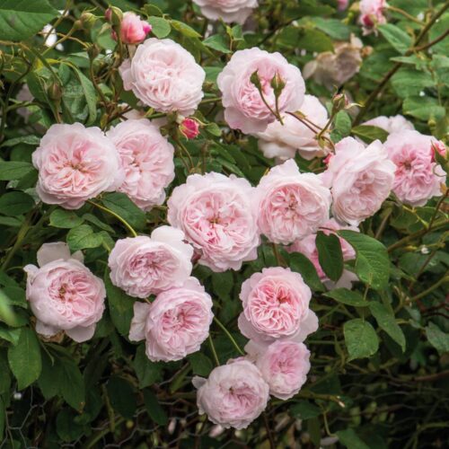 rosa The Albrighton Rambler