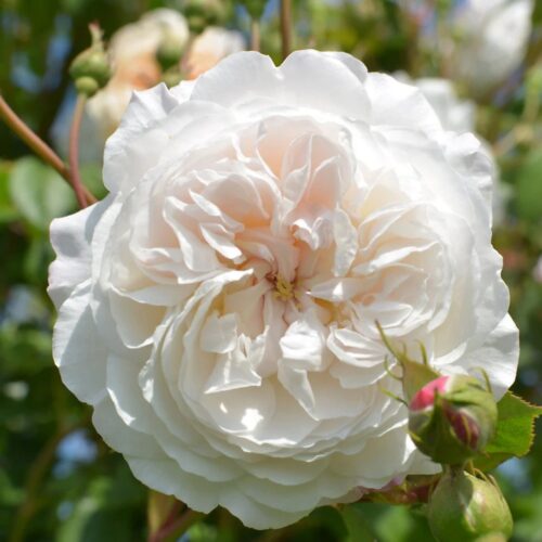 rose The Albrighton Rambler
