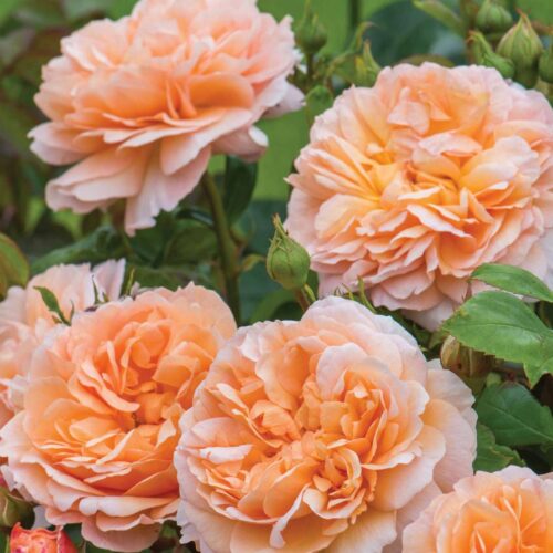 The Lady Gardener rose