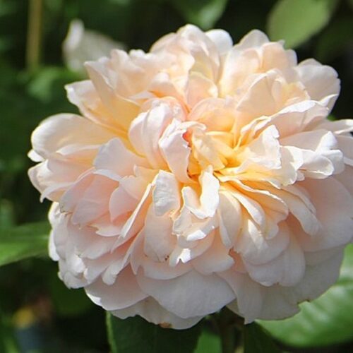 The Lady Gardener rose