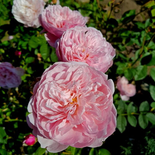 роза The Alnwick Rose