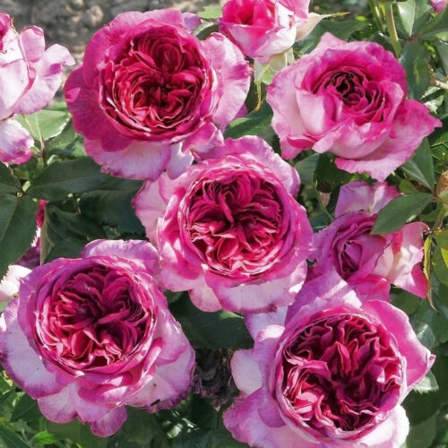 роза Thierry Marx