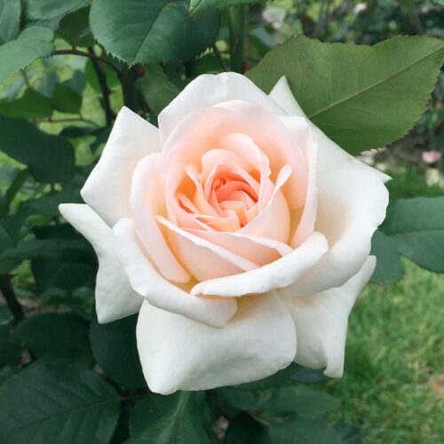 rose Tresor du Jardin