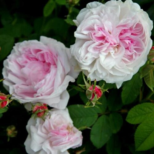 роза Valence Dubois