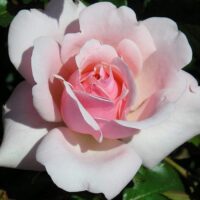 роза Valentine Heart