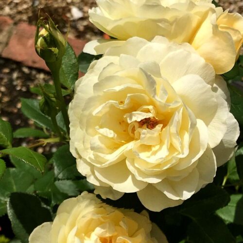 роза Vanessa Bell