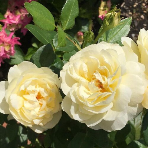 роза Vanessa Bell