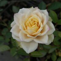 роза Vanilla Kordana