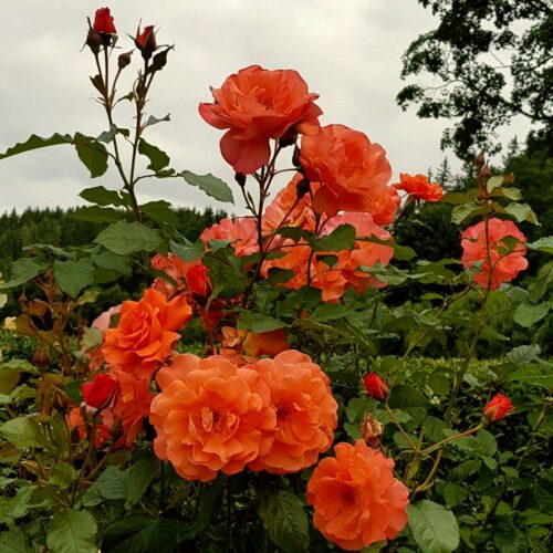 роза Westerland