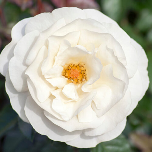 rosa White Knock Out