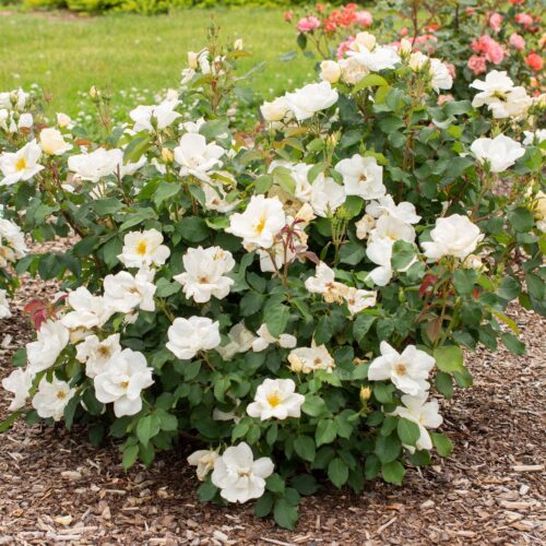 rosa White Knock Out