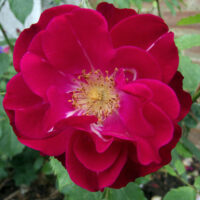 роза Wilhelm