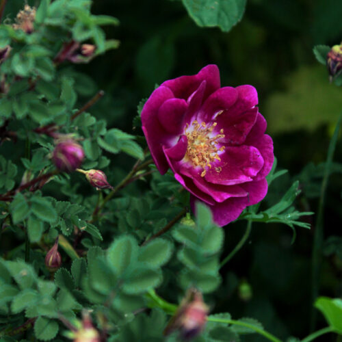 роза William III