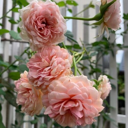 Роза William Morris