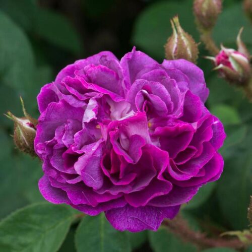 роза William Lobb