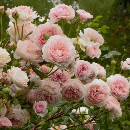 роза William Morris