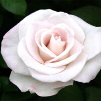 роза World War II Memorial Rose ™