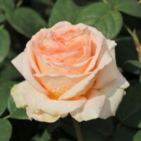 роза Lady Capri