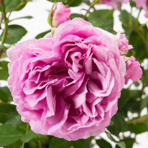 Lilac Topaz rose