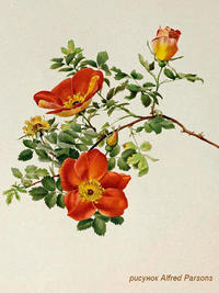 Rosa foetida bicolor