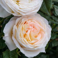 роза Camille Claudel