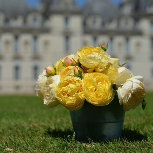 роза Château de Cheverny
