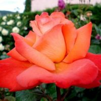 роза Christophe Colomb